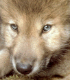 /user/Wolfclass10.gif