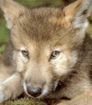 /user/Wolfclass11.gif