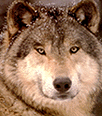 /user/Wolfclass12.gif