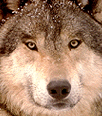 /user/Wolfclass13.gif