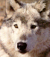 /user/Wolfclass16.gif