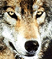 /user/Wolfclass18.gif