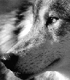 /user/Wolfclass19.gif