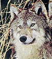 /user/Wolfclass2.gif