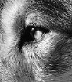 /user/Wolfclass20.gif