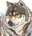 /user/Wolfclass23.gif