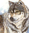 /user/Wolfclass24.gif