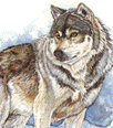 /user/Wolfclass25.gif