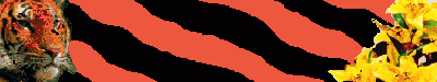 tiger4.gif