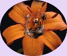 tigerround.gif