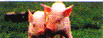 critter7