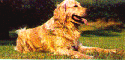 Dog11