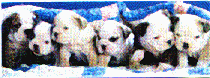 dog14