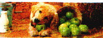dog15