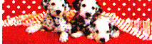 dog16
