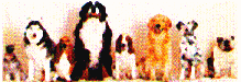 dog17