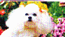 dog20