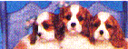 dog22