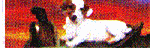 dog28