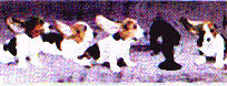 dog29