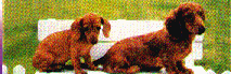 dog30