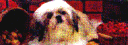dog32