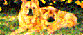 dog33