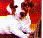 dog6