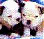 dog7