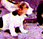 dog8