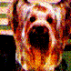 dog9