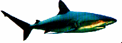 Shark