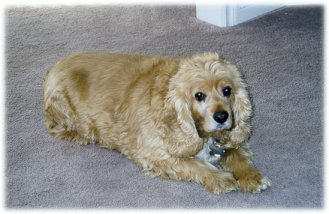 brandy