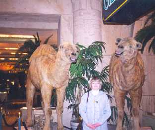 The Talking Camels at Luxor