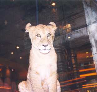 Eye to Eye with a Lion!