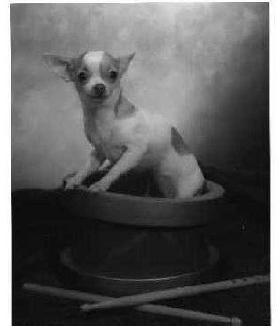 Baby Pancha