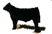 beef