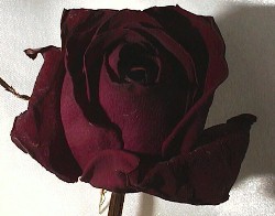 /user/blackrose2.JPG