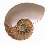shell.jpg (7205 bytes)