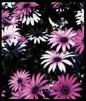 Daisy