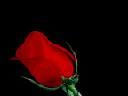 rose1.gif (26537 Byte)