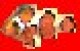 clownfish.jpg