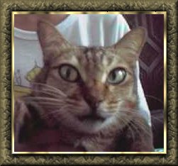 My beloved cat. *Mmmuahh*