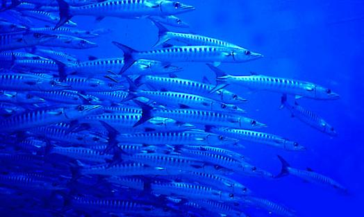 Barracudas