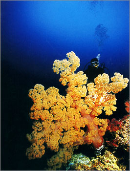sipadan_11.jpg (40842 bytes)