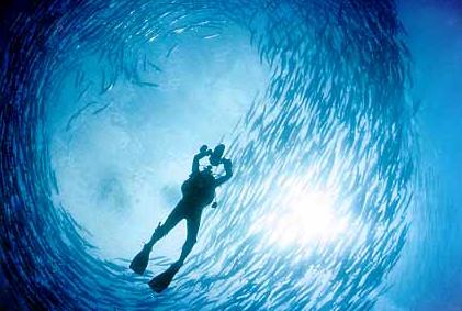Barracuda Spiral