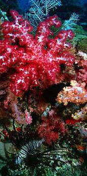 Lion fish