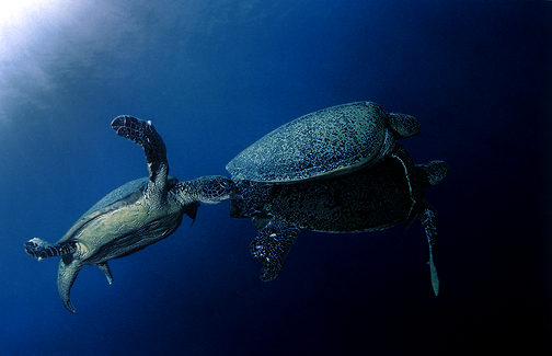 sipadan_45.jpg (26569 bytes)