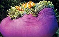 clown fish
