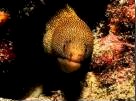 moray eel